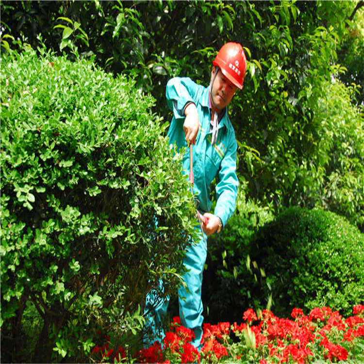 綠(lv)化(hua)養護(hu) 5