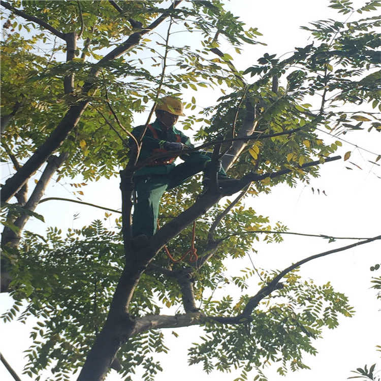 綠(lv)化養護(hu) 10