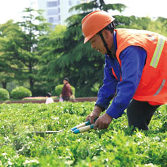 綠化養(yang)護 2