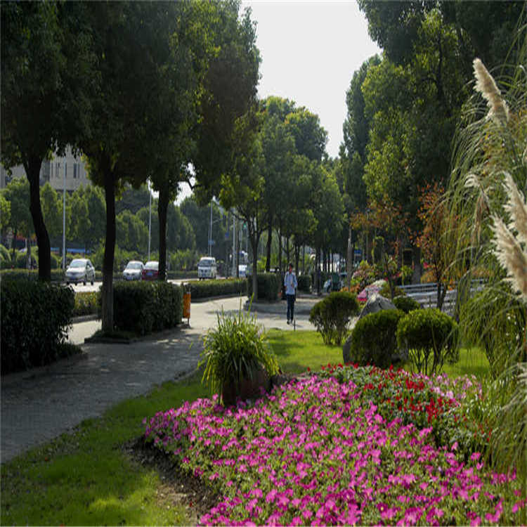 景(jing)點(dian)擺(bai)蘤 11