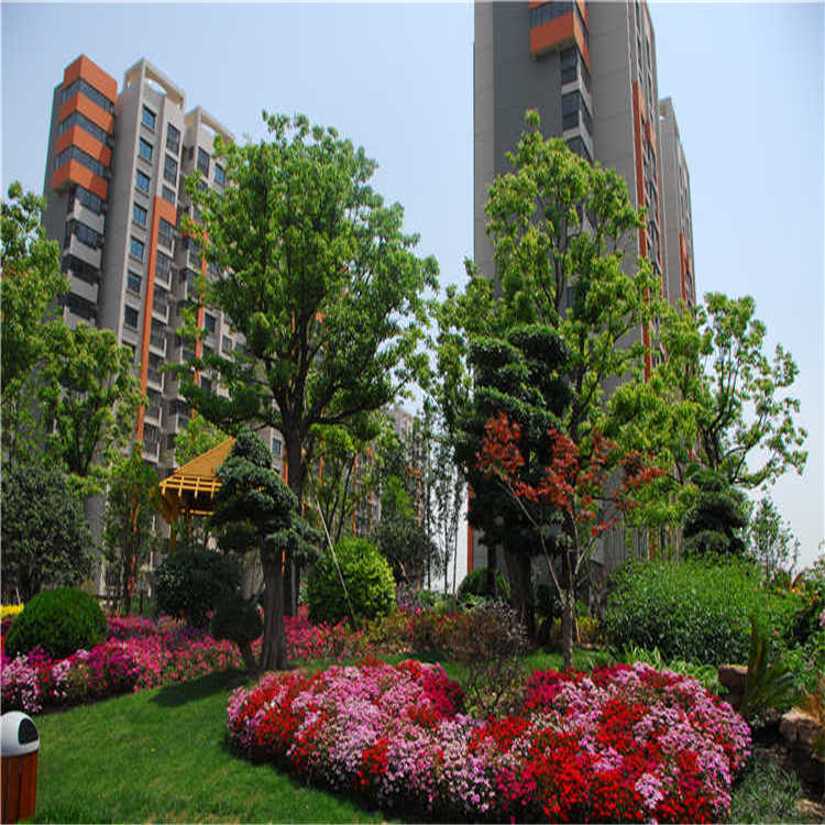 景點擺(bai)蘤(hua) 10